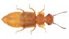 Metopsia clypeata